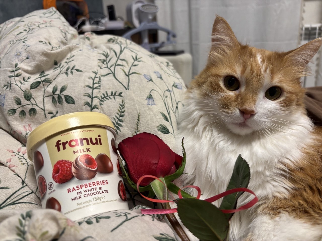 Рыжий котик рядом с розой и подарком